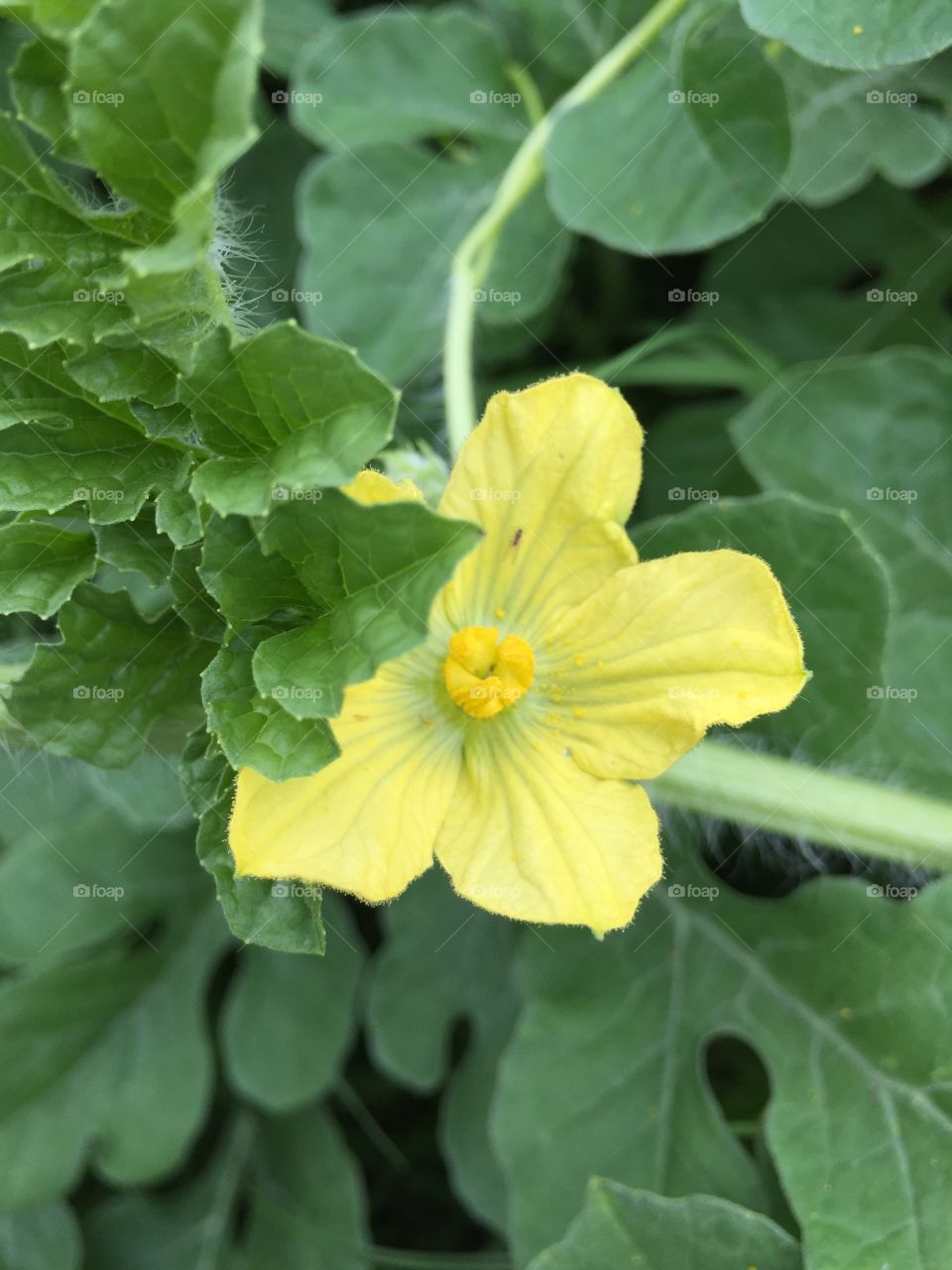 Watermelon flower