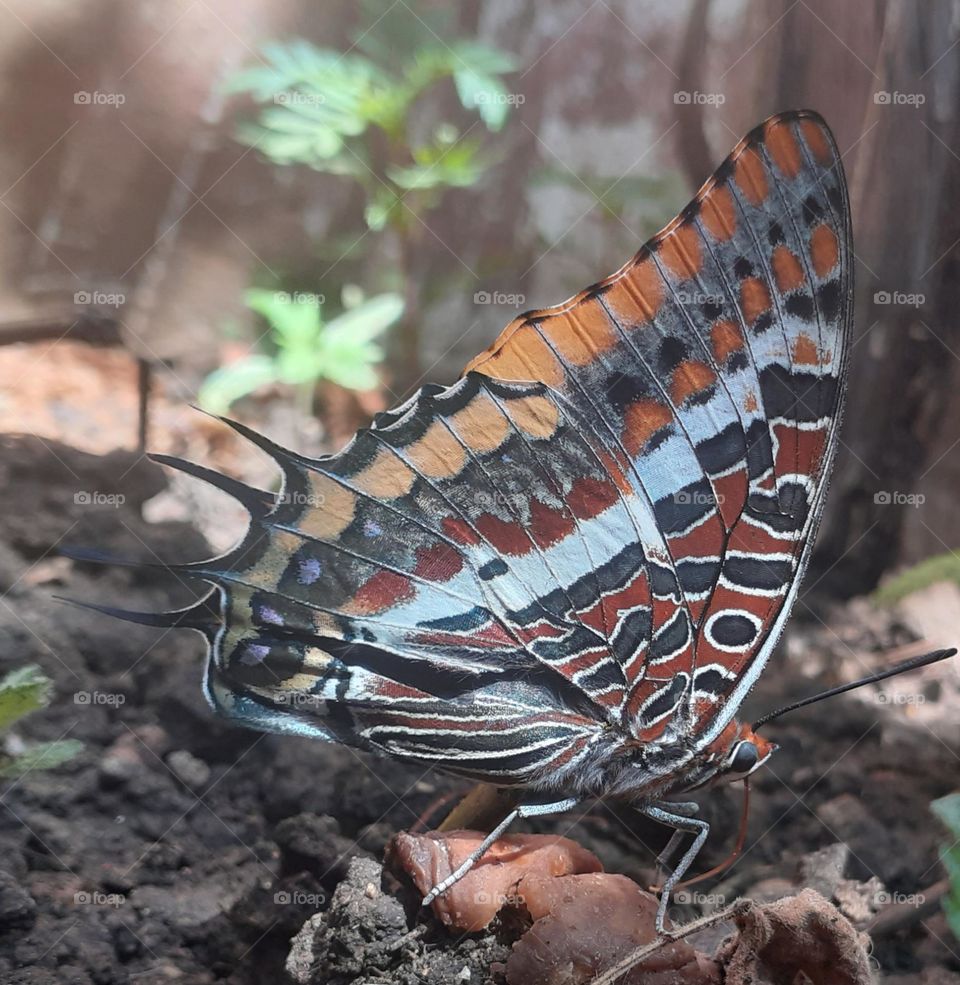 Butterfly: intricate patterns on the wings of the butterfly