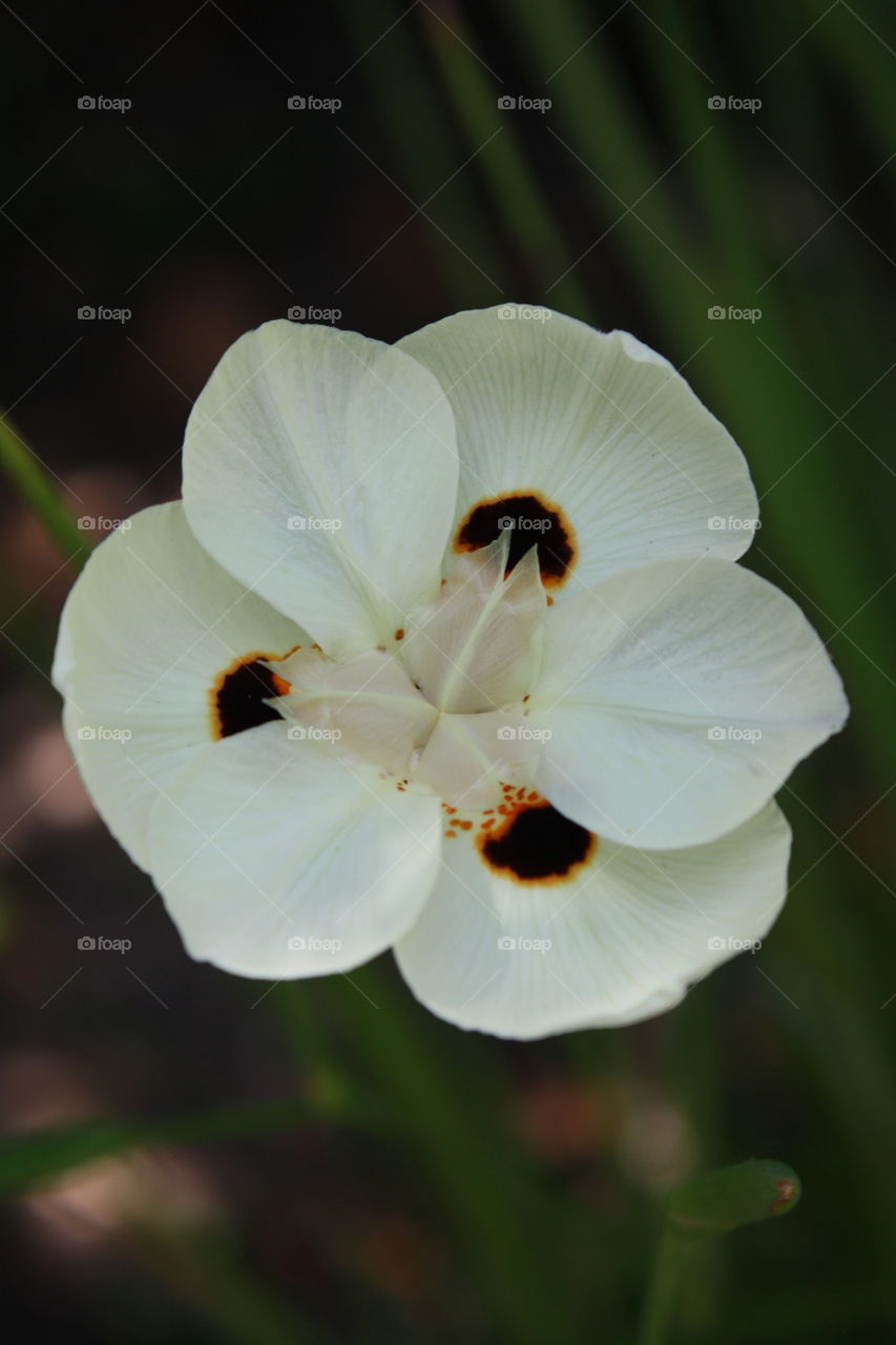 Closeup of Yellow Wild Iris identified by three large brown spots encircled by orange gold (also called Butterfly Flag; Dietes bicolor; Brown Eyes)