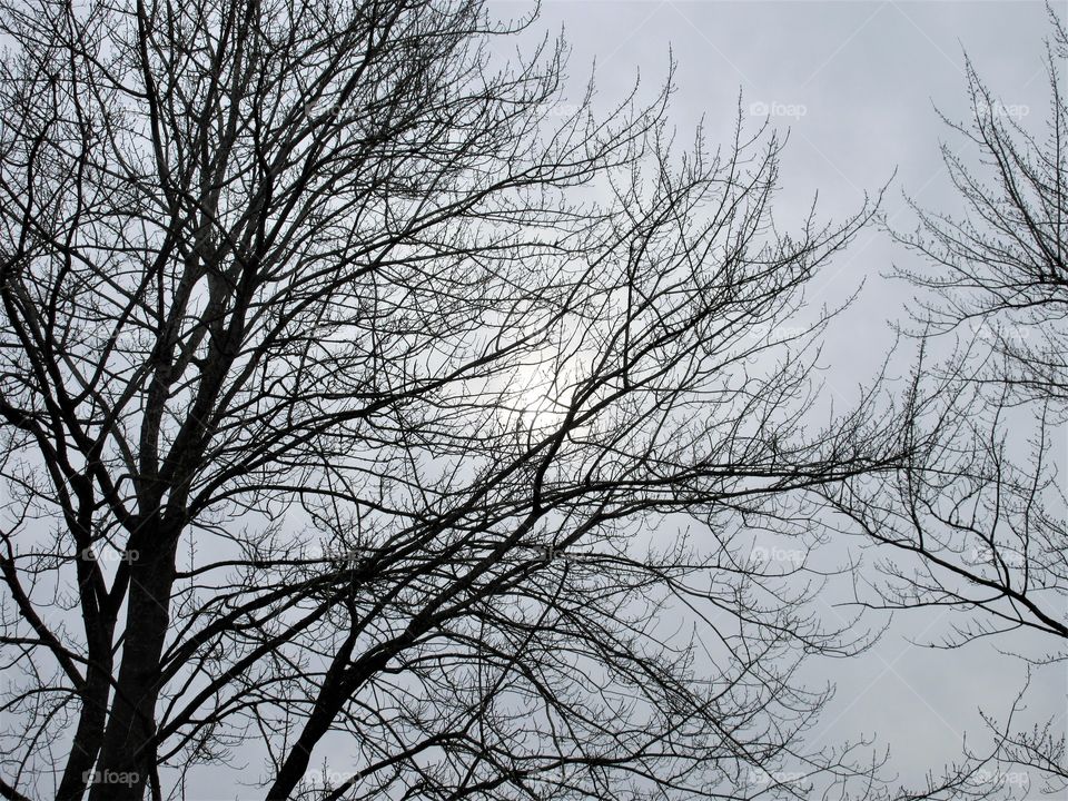 branches hiding an overcast sky