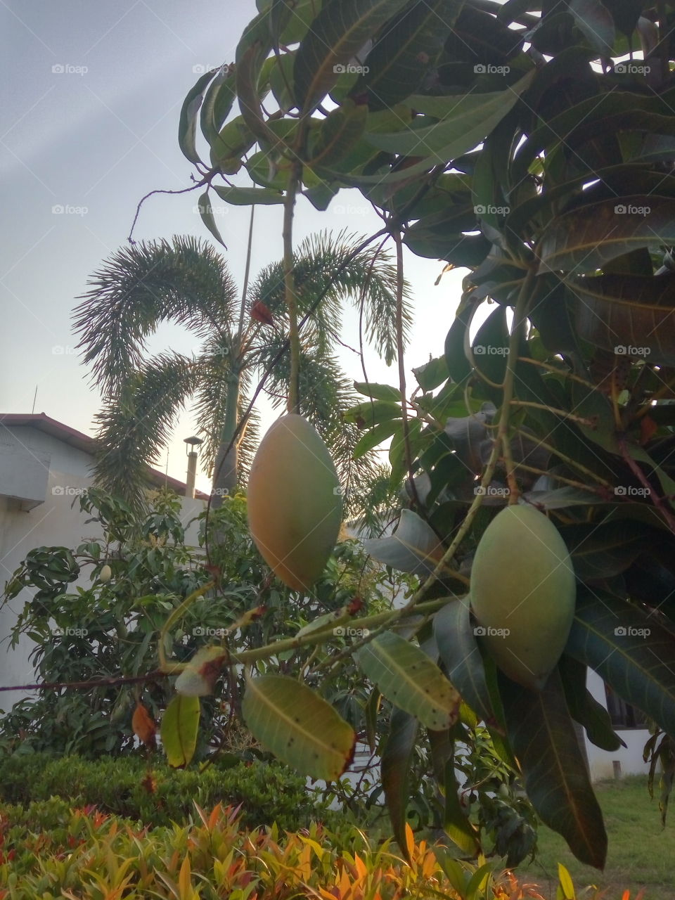 Fruits ! ' Fresh Mango '