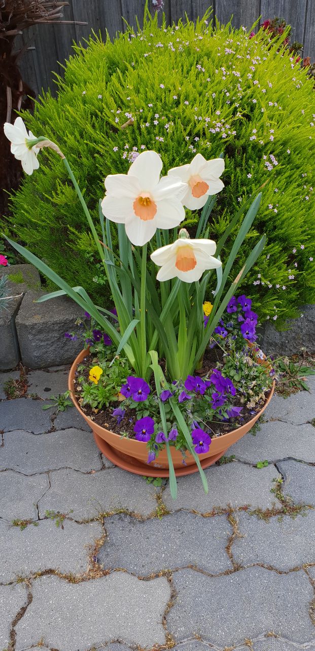 Spring daffodils