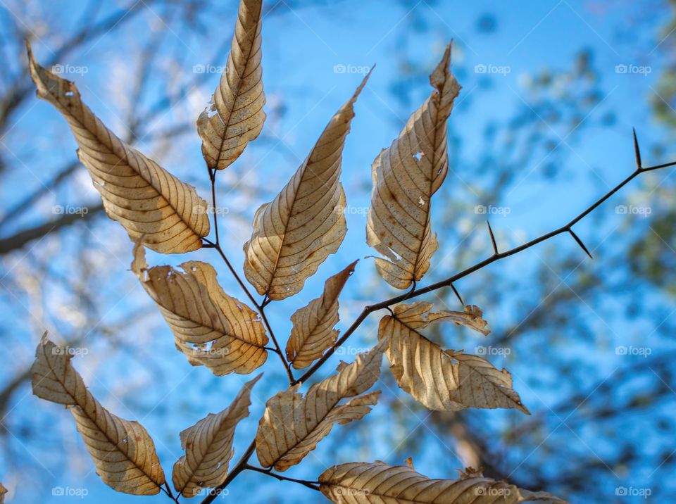 Last remaining leaves that hung on all through winter