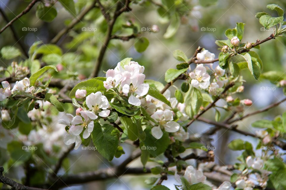 White apple blossom in spring