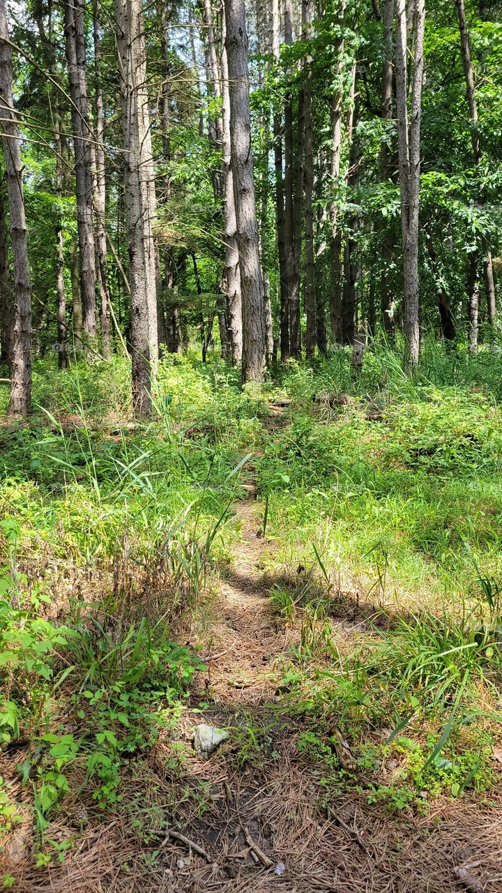 Deer Path into the Pines