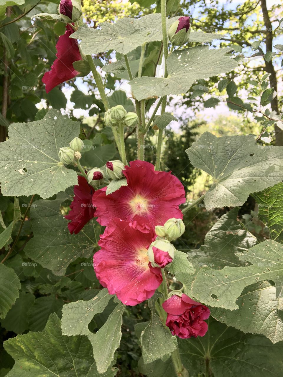 Red hollyhock 