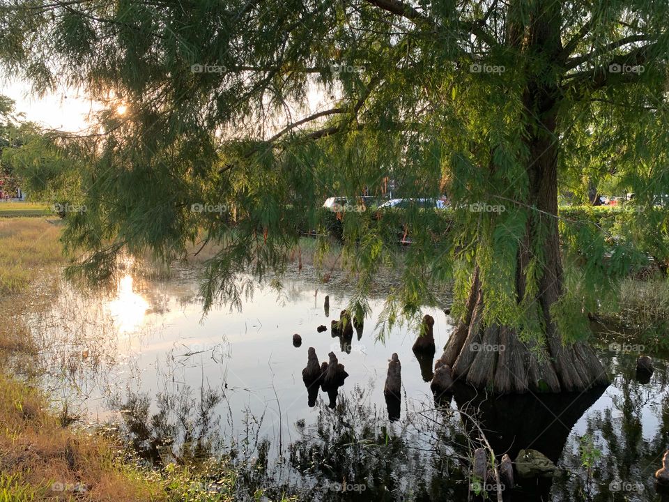 Surreal Effect Of This Body Of Water In The City With Beautiful Tree And Strange Plants Or Roots Coming Out Of The Water During Sunset With Sun Reflection In The Water.