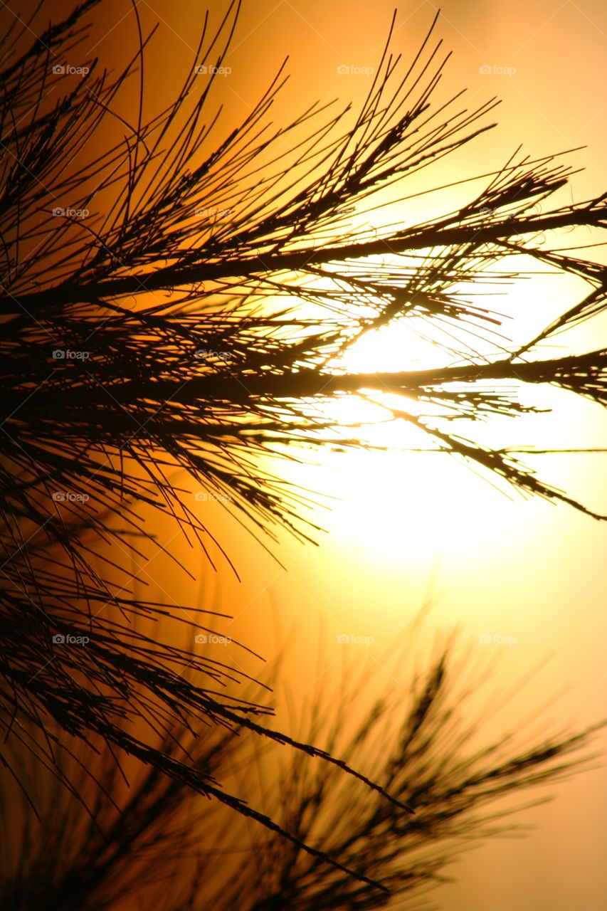 sunrise behind tree