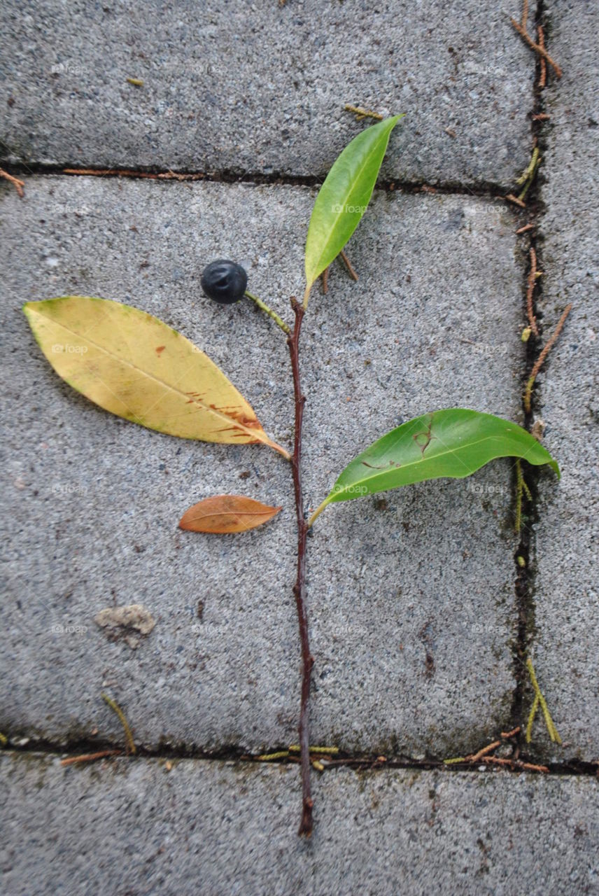 A beautiful branch on the ground