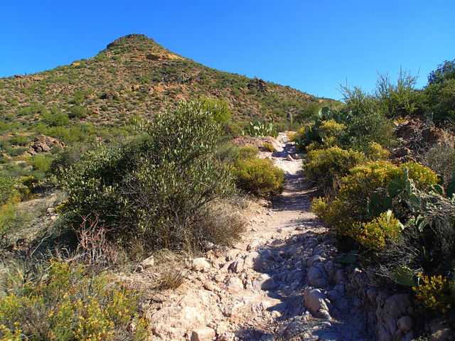 Desert Trail