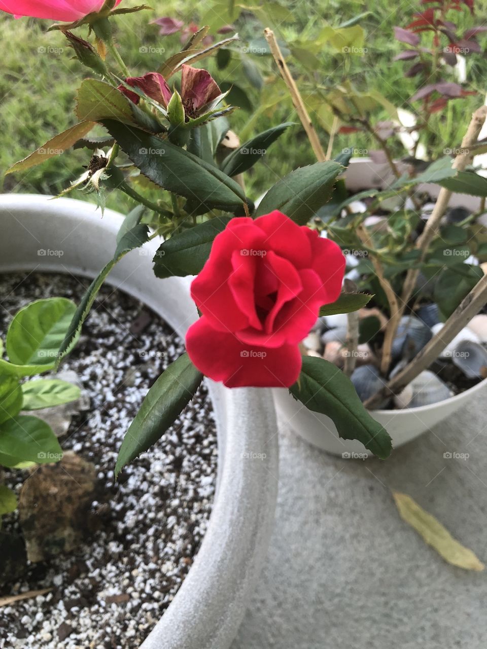 Blooming Red rose