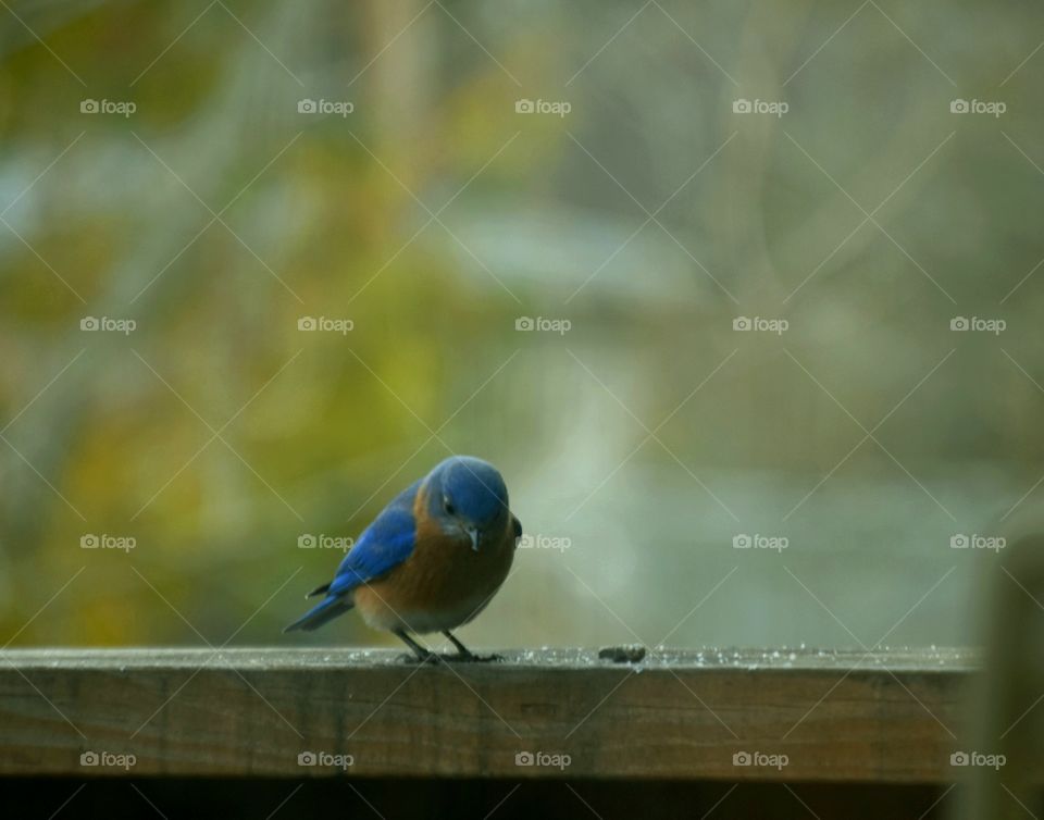 blue bird