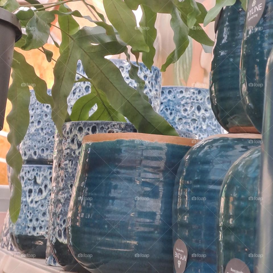 blue flowerpots on shelf in shop plant green