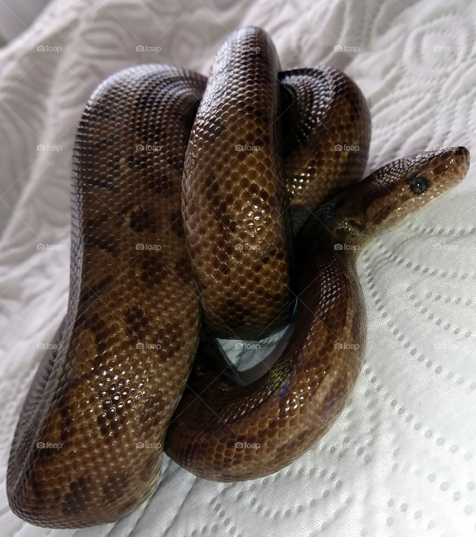 Rainbow boa