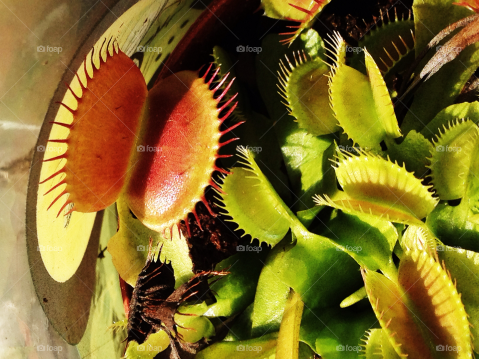 carnivorous plant venus flytrap meat eating plant meat-eating plant by threeboydad