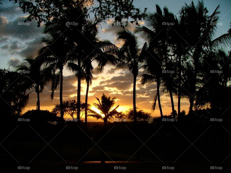 Maui palm tree sunset