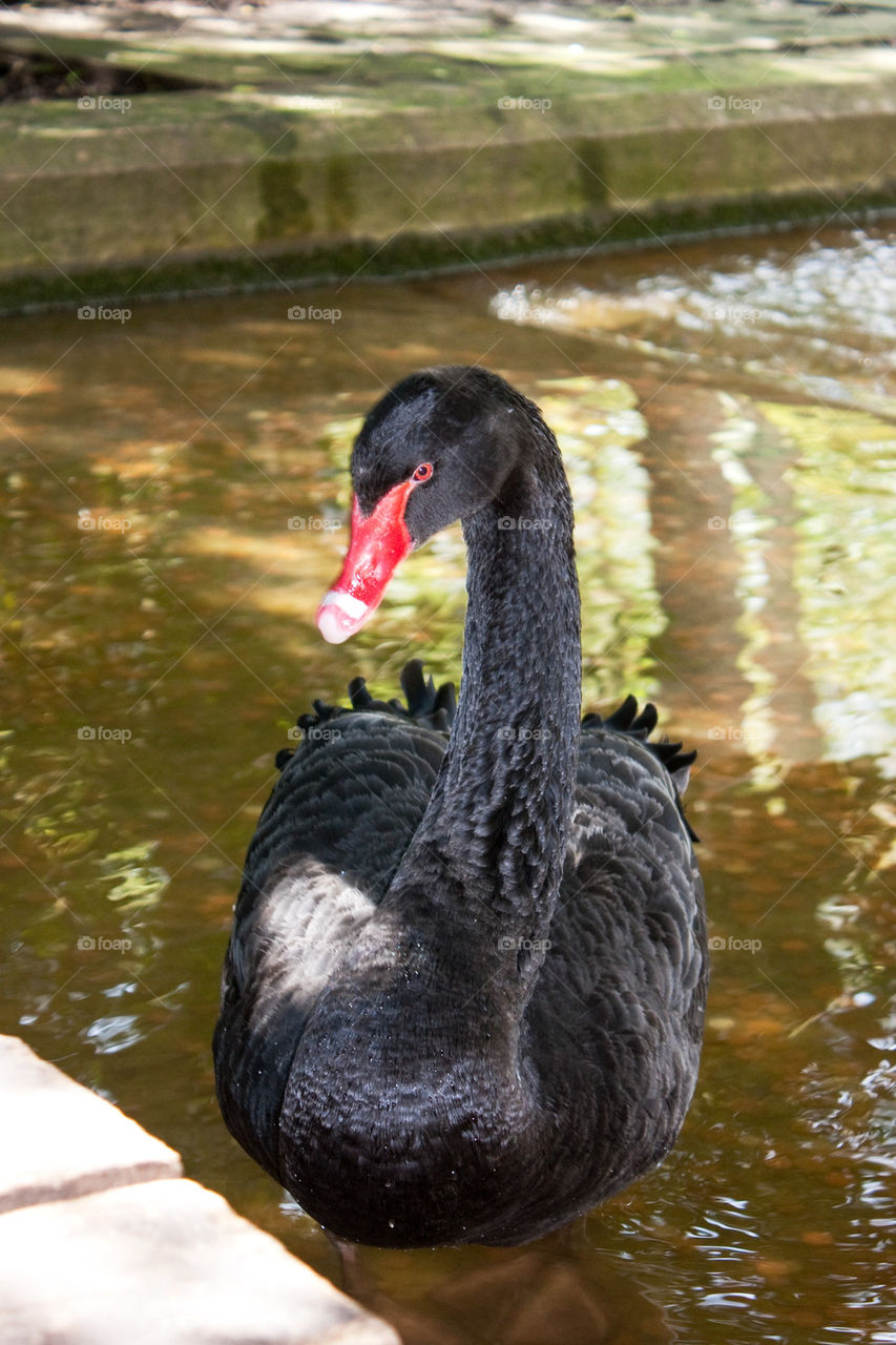 Black swan