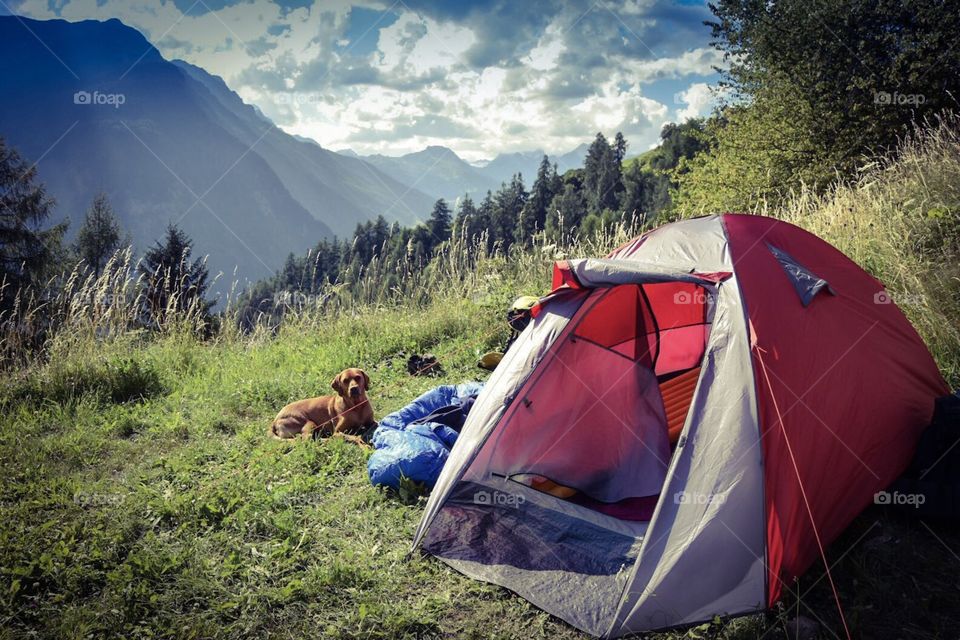 camping with dogs in the alps.