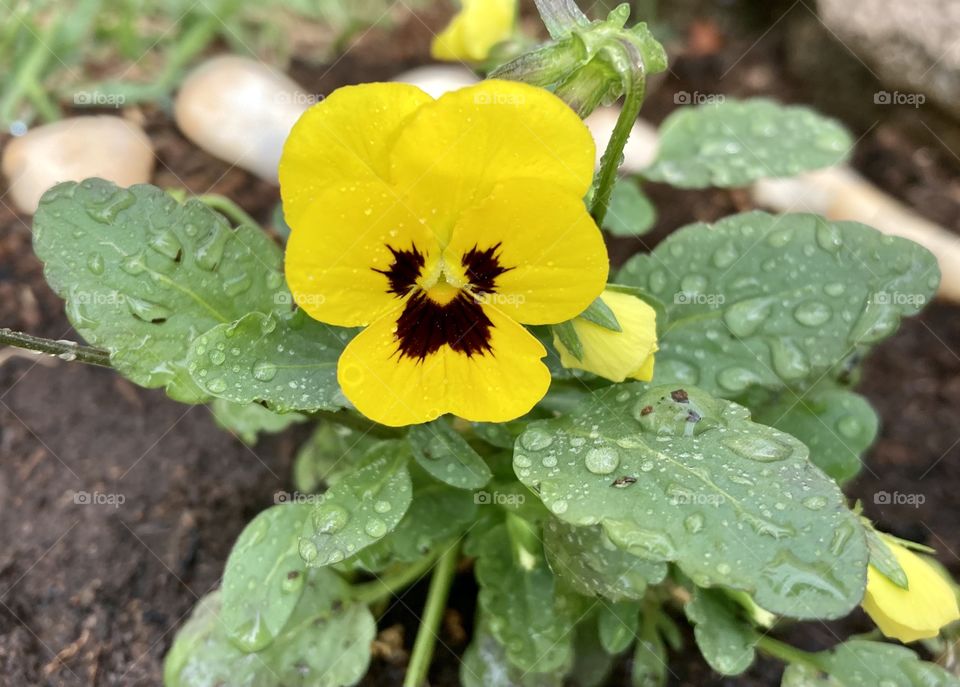 🌹 🇺🇸 Very beautiful flowers to brighten our day.  Live nature and its beauty. Did you like the delicate petals? / 🇧🇷 Flores muito bonitas para alegrar nosso dia. Viva a natureza e sua beleza. Gostaram das pétalas delicadas? 