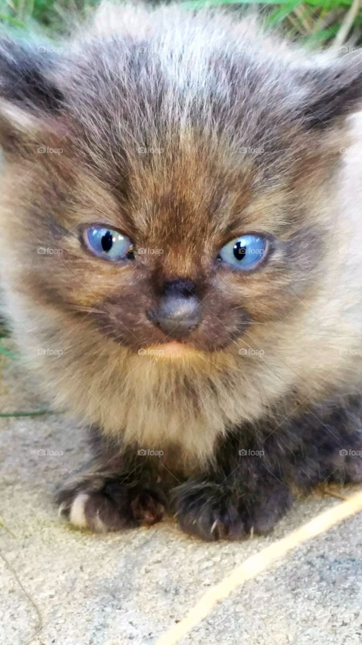 grumpy kitten
