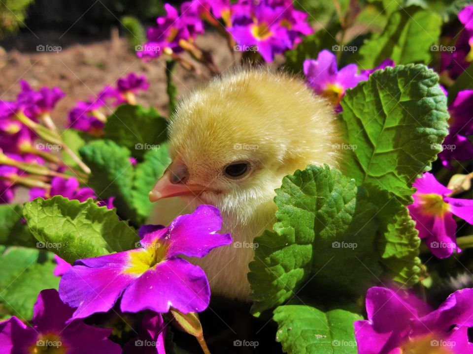 Yellow chick in flower