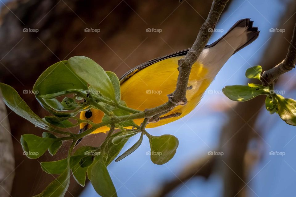 Well, I was standing under the mistletoe, but all I got was a glare through the foliage.. 
.
Prothonotary Warbler (Protonotaria citrea)