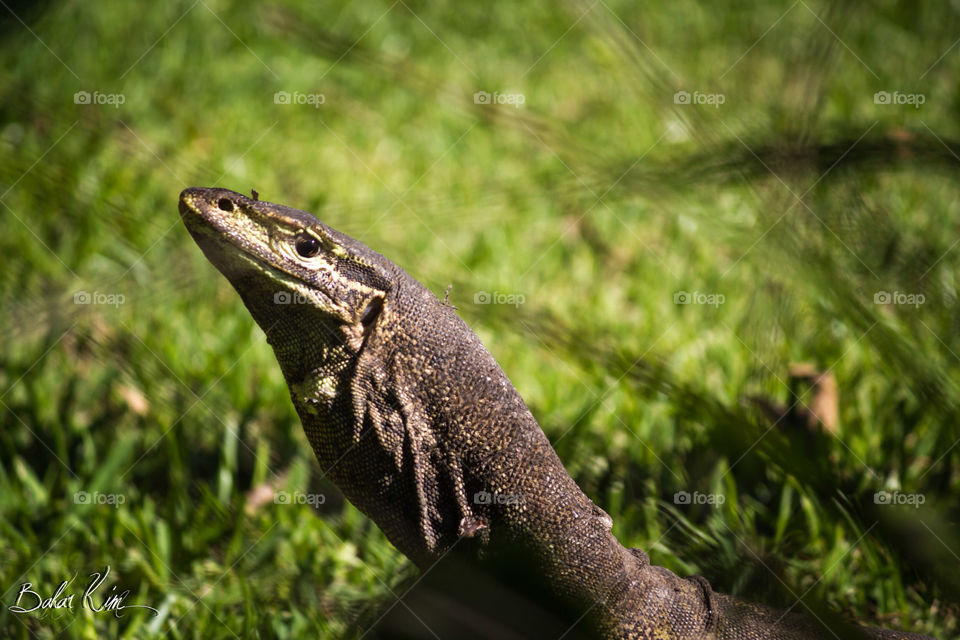 Komodo dragon ~> giant size lizard *.*