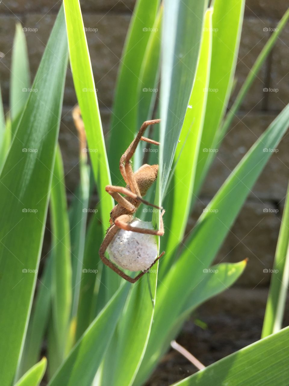 Mother spider with her eggs