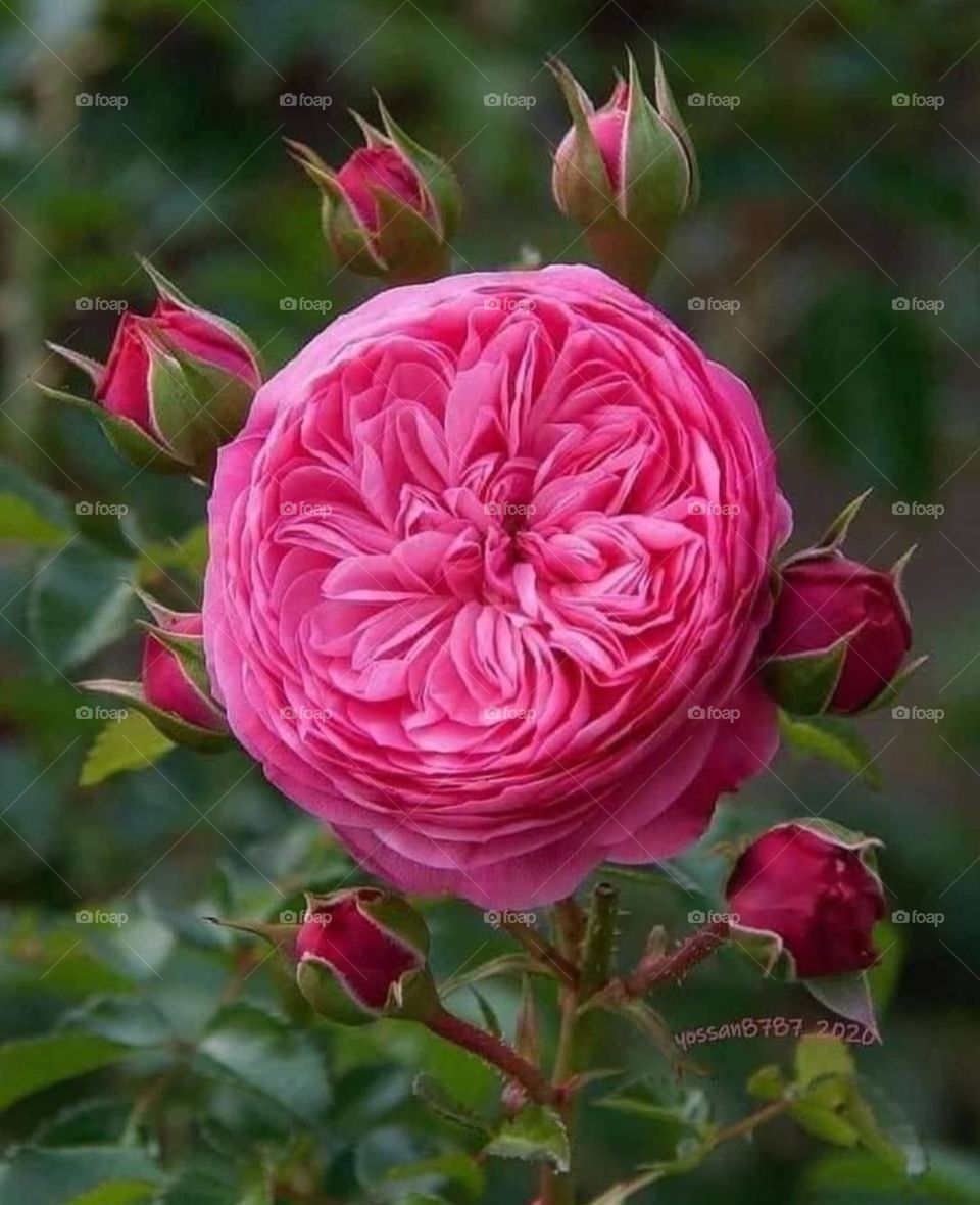 Rose
