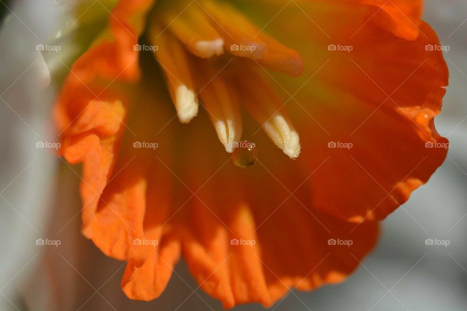 Macro of dew on orange daffodil jonquil