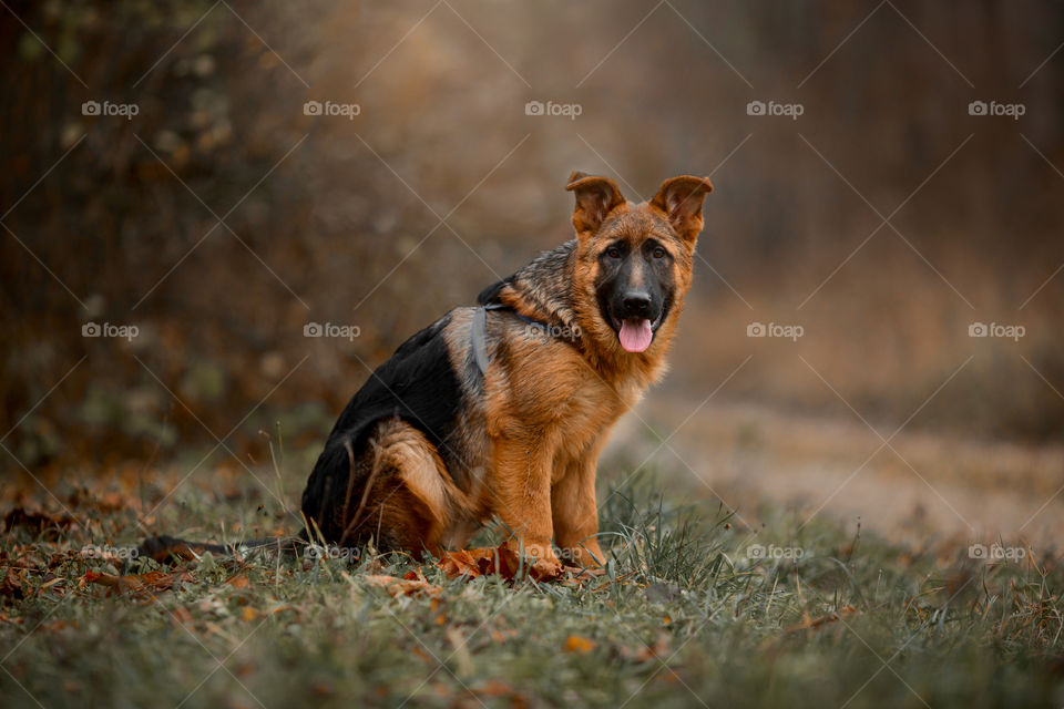 German Shepherd Puppy outdoor portrait