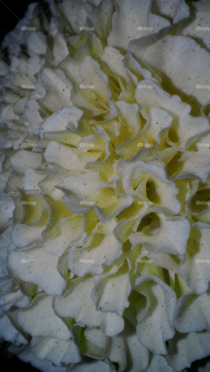 Beautiful white yellowish Marigold flower