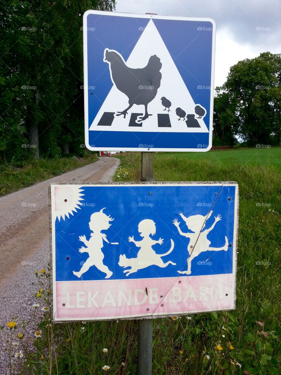 Hen crossing
