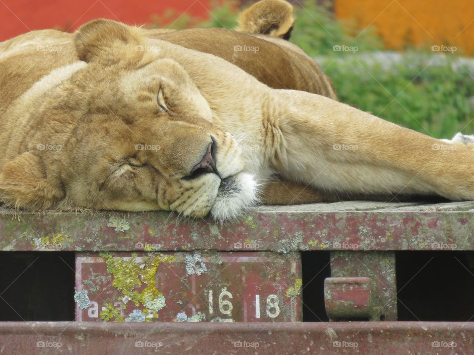 Sleeping lioness