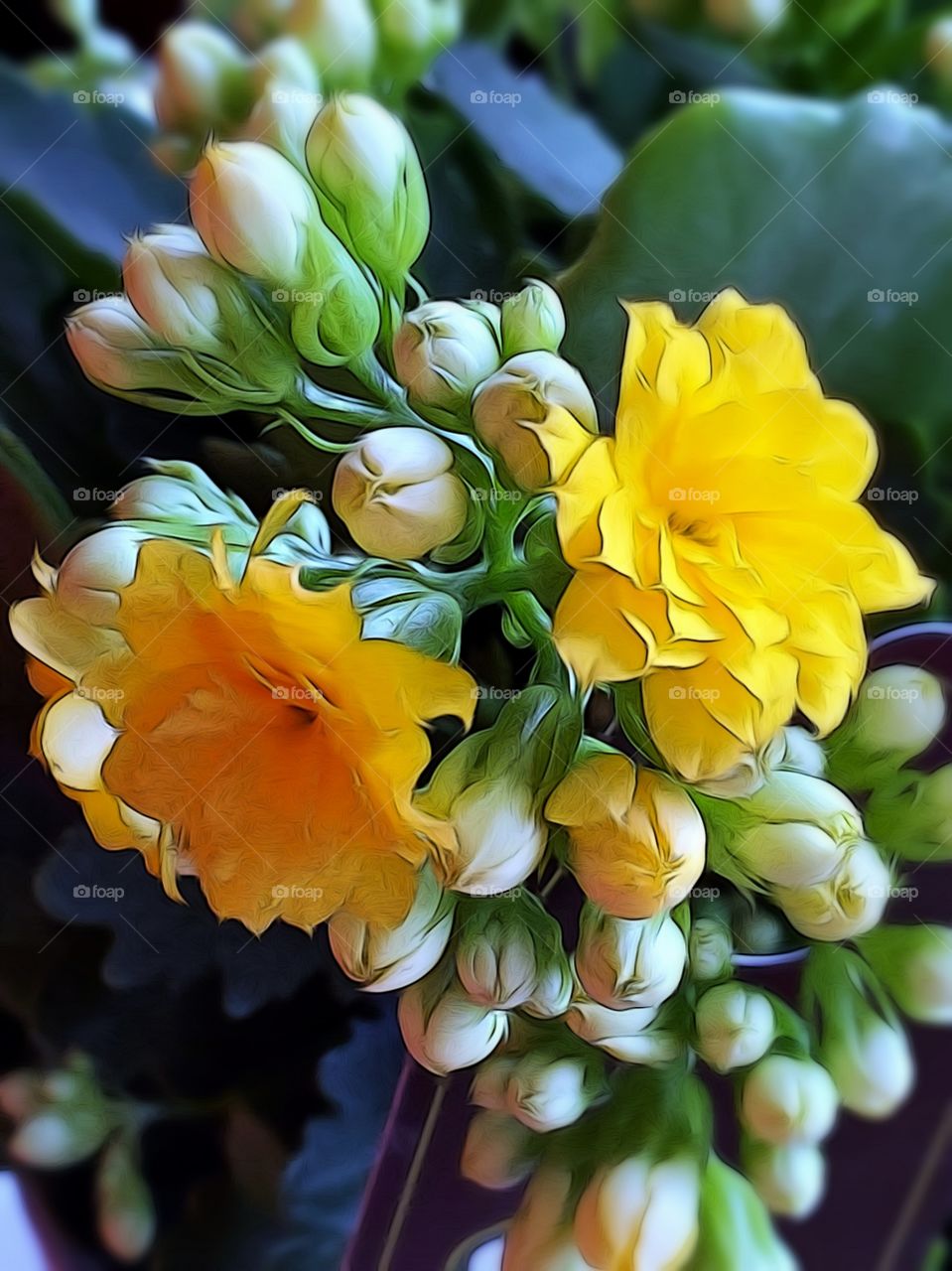 Yellow Kalanchoe