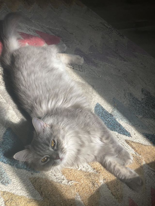 Silver cat