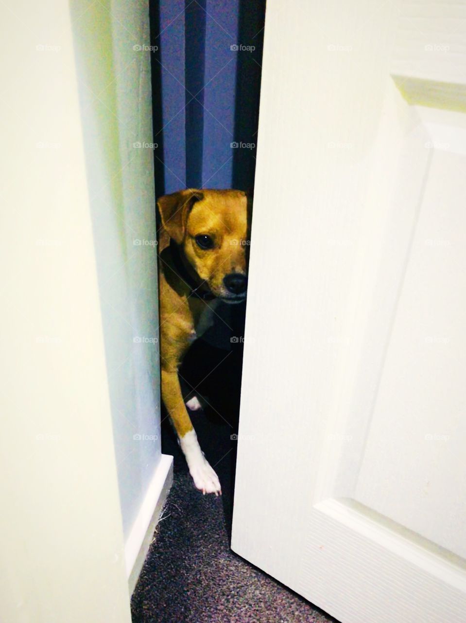 Little boo peaking through the door, Street dog, white socks, baby boo, our baby!