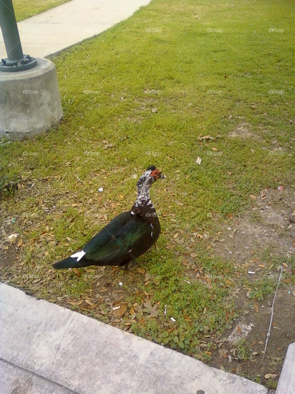 Muscovy duck walking into a field in downtown Houston 2012.