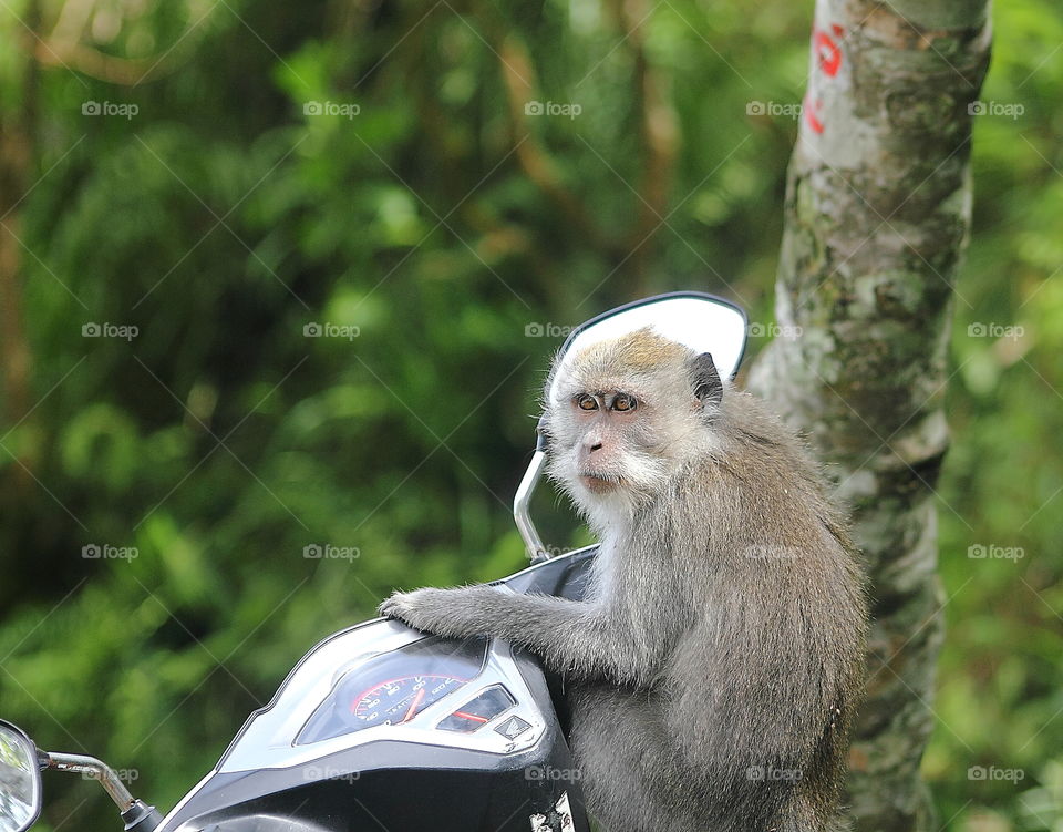 Long - tailed leaf mongkey . The mongkey of long tailed leaf was not interest to the tree , but here's more than understand to keep the distance for near with human . Spedometres oget attention and the mirror of course . Horray , Is that mongkey or ?