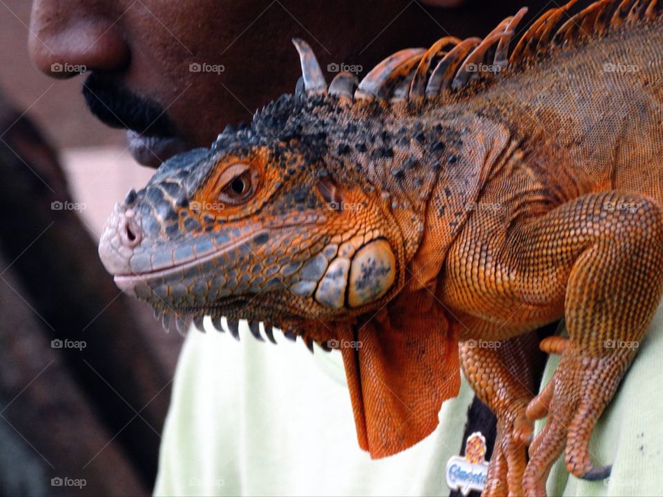 An Orange Iguana and his keeper