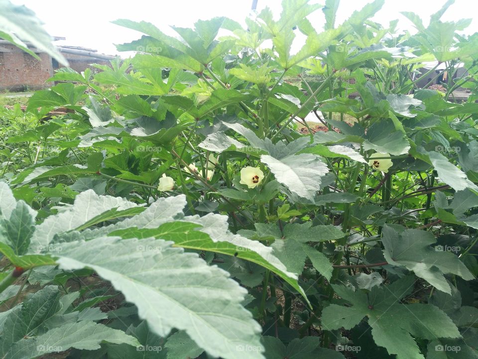 lady's fingers plants with her flowers in the garden.