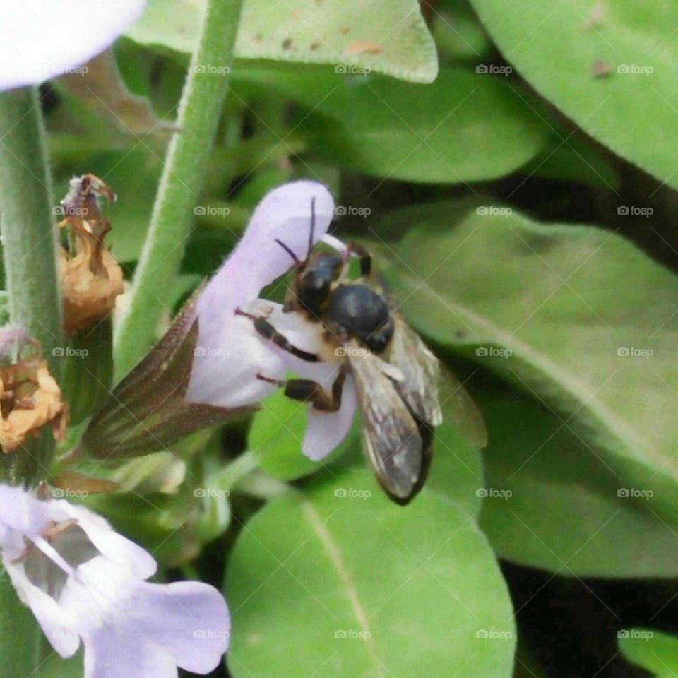 Beautiful bee on green flowers.