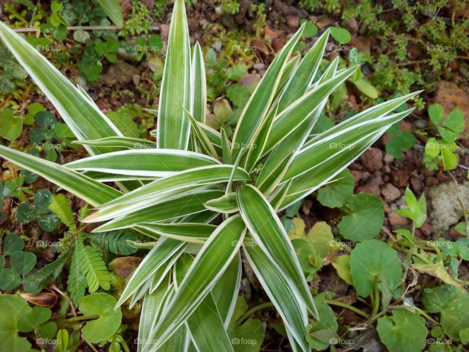 Leaf design