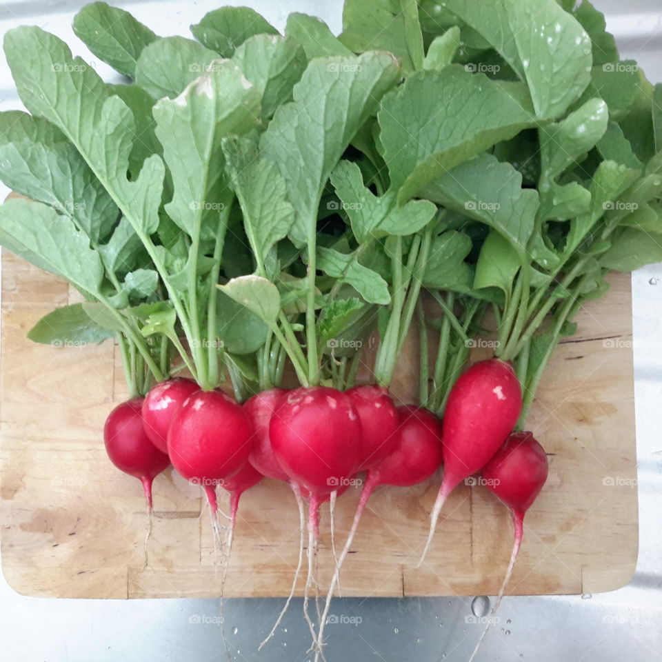 Radish