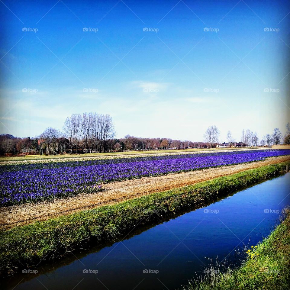 wiosna pierwsze kwiaty