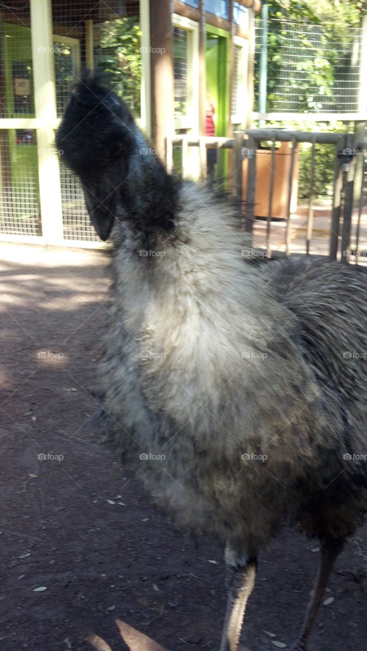 Emu