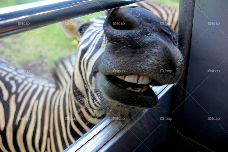 Summer at Nature Park: Zebra trying to look inside the bus.!