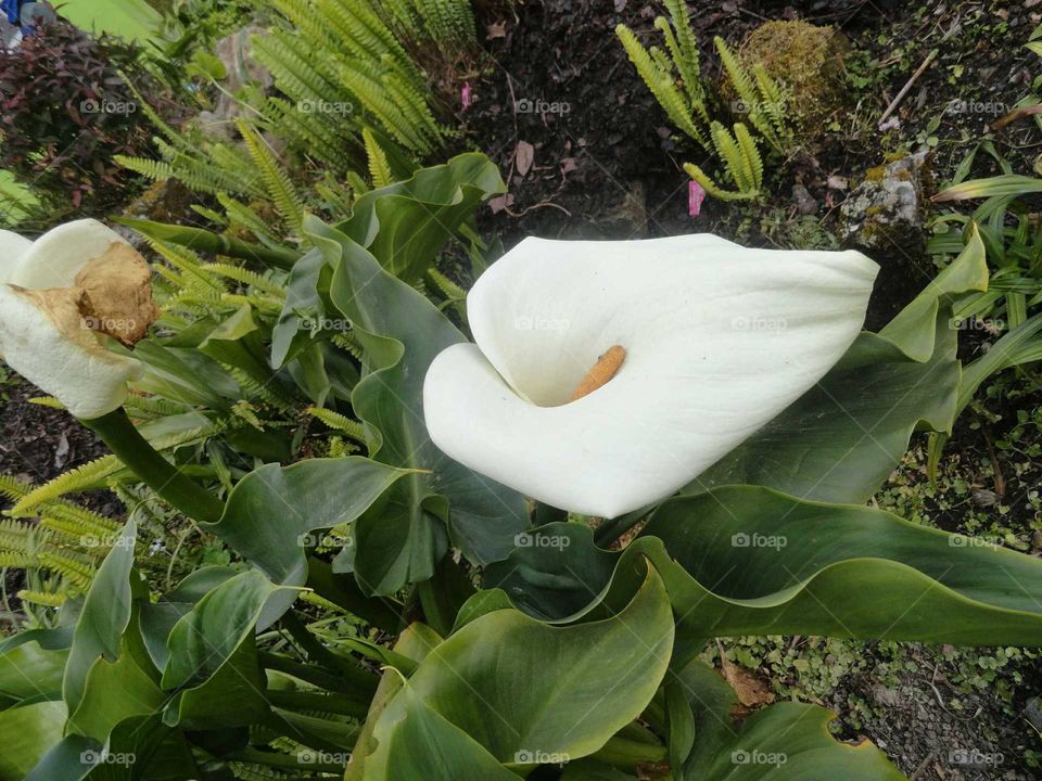 Arum lily. Beautiful white  flower
