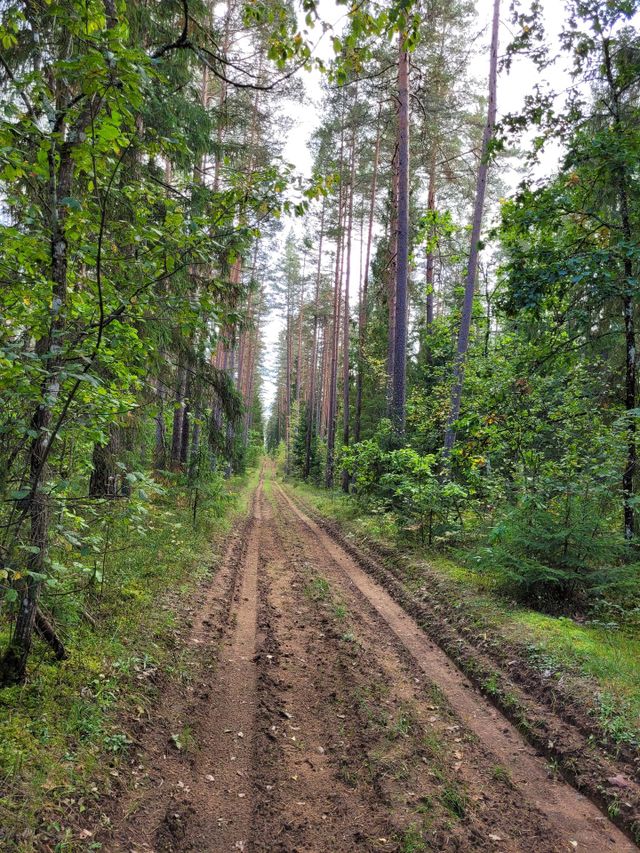 forest