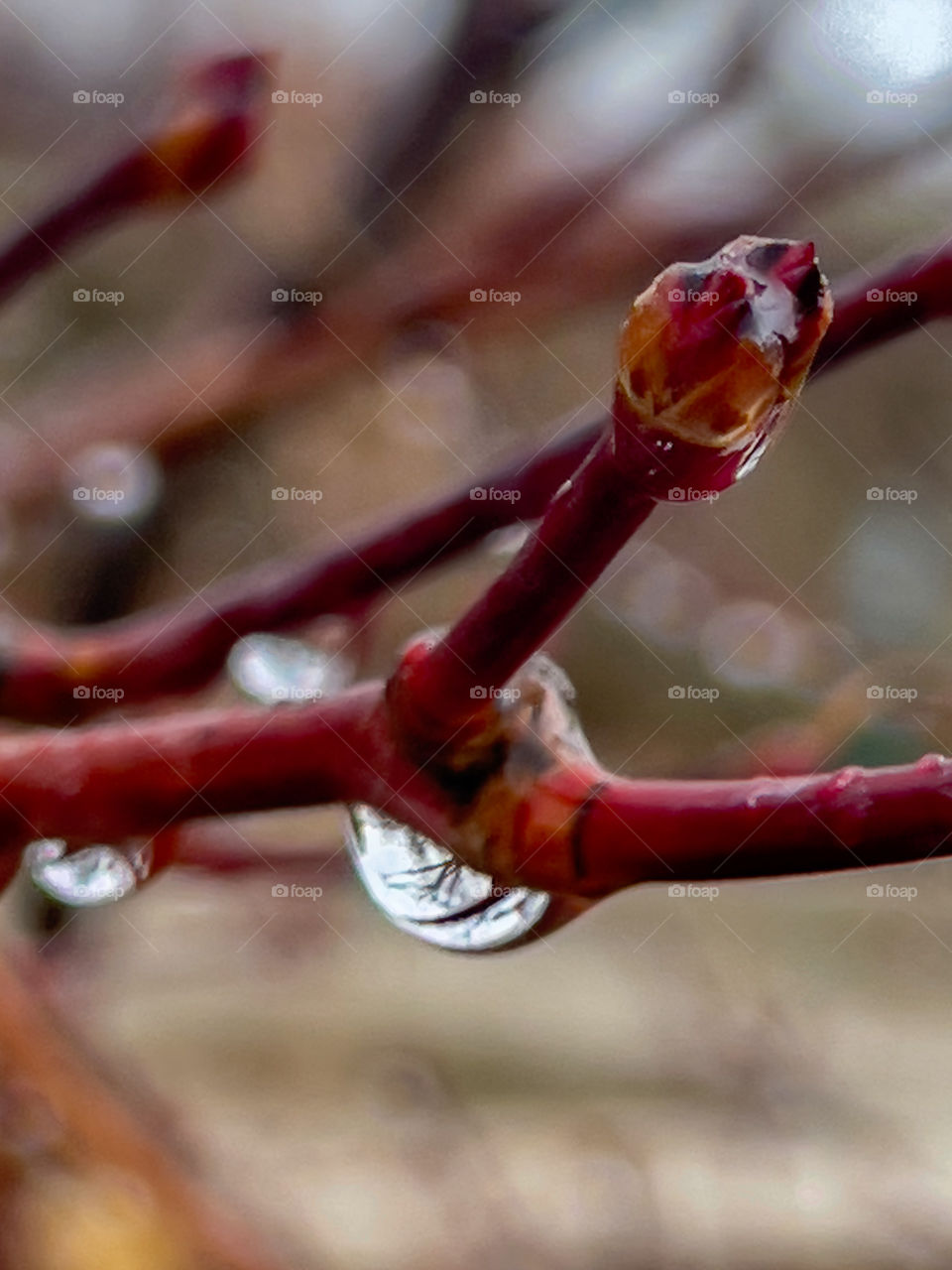 A drop of dew hanging from tree branches 